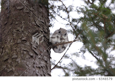 Ezomon摩卡堅持Ezomatsu 6348579