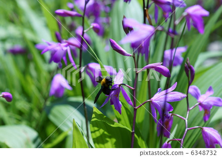 在紫色蘭花的熊蜂 在紫色蘭花的熊蜂 6348732