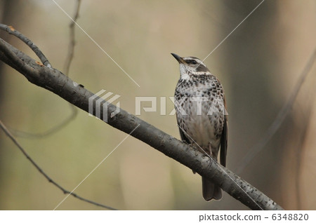 鵝口瘡 鵝口瘡 6348820