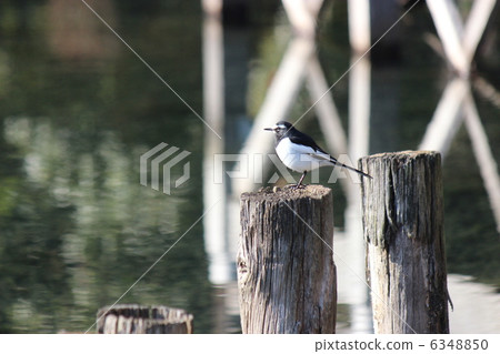 黑背w 黑背w 6348850