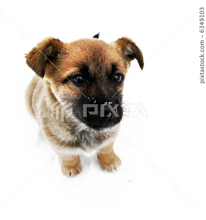 Puppy portrait Puppy portrait 6349103