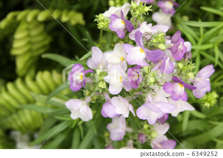 Linaria 6349252