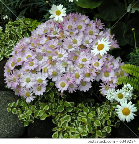 flower bed flower bed 6349254