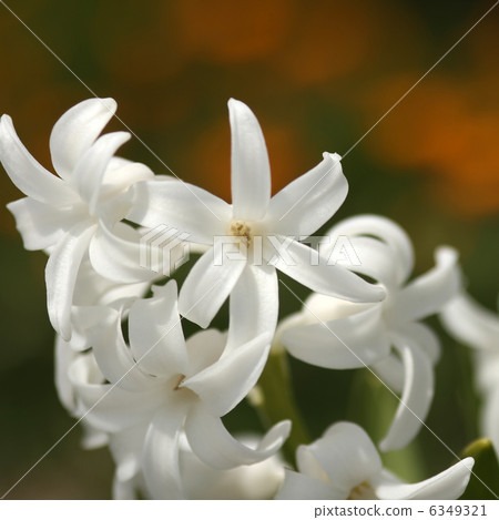 Hyacinth Hyacinth 6349321