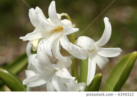 Hyacinth Hyacinth 6349322