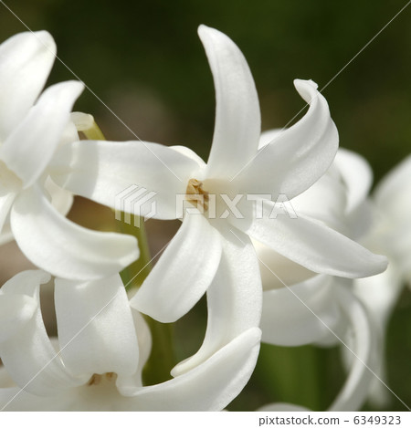 Hyacinth Hyacinth 6349323