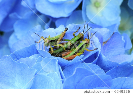 繡球花和蚱蜢 6349326