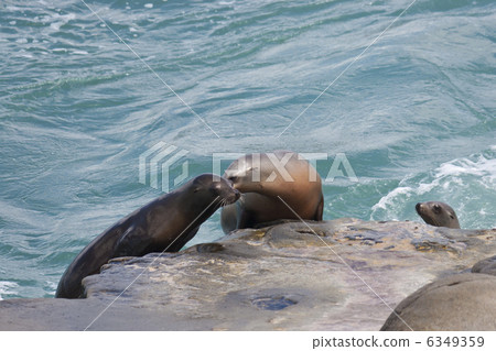 Sea Lions 6349359