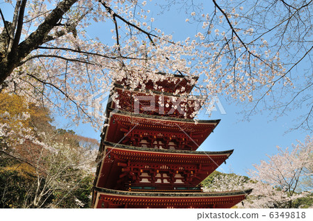 Hase-dera五折塔和櫻花 6349818
