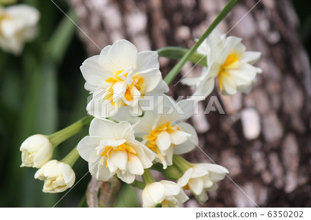 Double-blooming daffodils 6350202