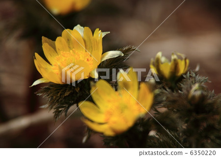 阿多尼斯 6350220