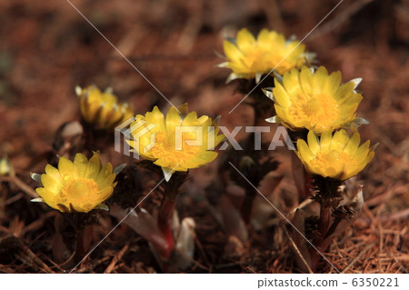 阿多尼斯 6350221