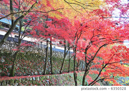 Yokodoji在秋天 6350328