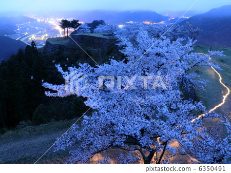 Cherry blossoms in full bloom Takeda castle ruins Cherry blossoms in full bloom Takeda castle ruins 6350491