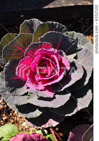 花椅 花椅 6352102