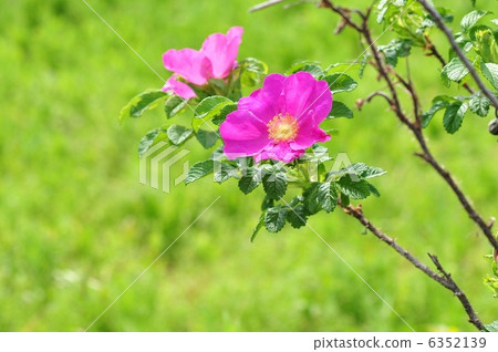 Pink Hermanus (more copy space) Pink Hermanus (more copy space) 6352139