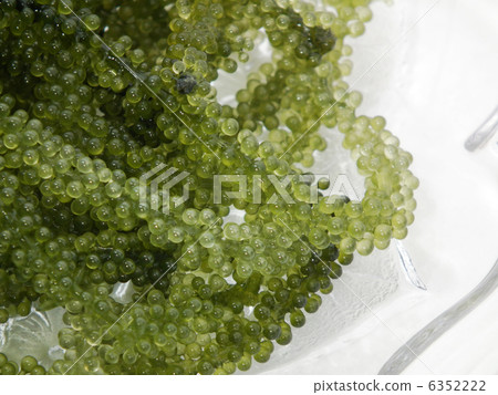 海洋葡萄 海洋葡萄 6352222