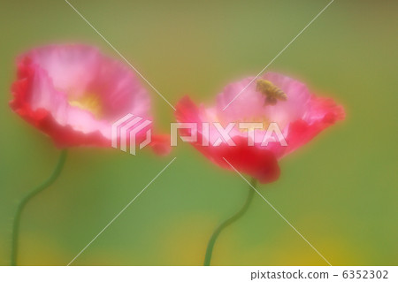 蜜蜂和罌粟的幻想 蜜蜂和罌粟的幻想 6352302