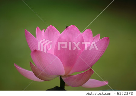 古蓮花 古蓮花 6352378