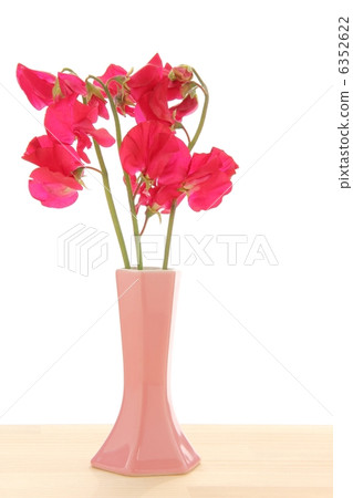 Red sweet pea 6352622