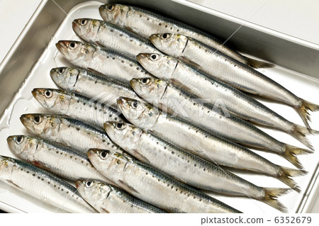 沙丁魚 6352679