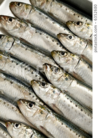 沙丁魚 沙丁魚 6352680