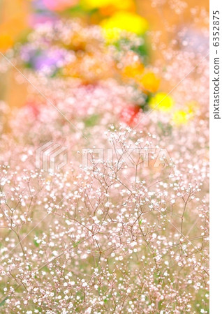 Kasumi grass field 6352875