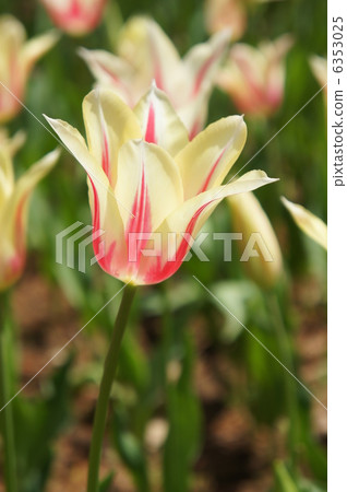 Tulip field Marilyn 6353025