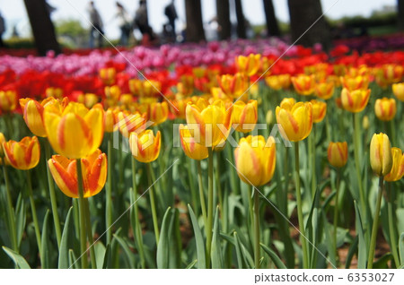 Tulip field The Gregor Mizuno 6353027
