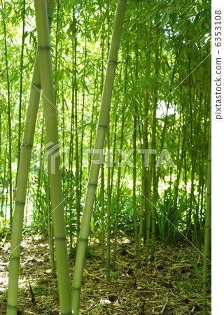 竹林 竹林 6353108