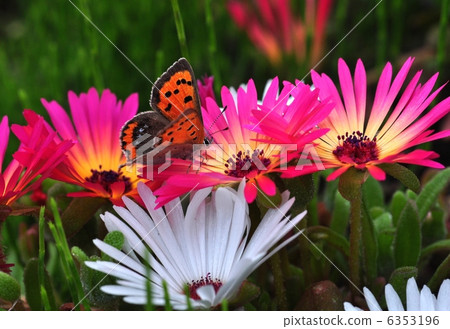Benihari and butterfly Benihari and butterfly 6353196