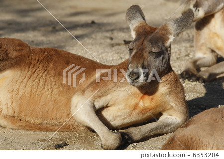 Red kangaroo Red kangaroo 6353204