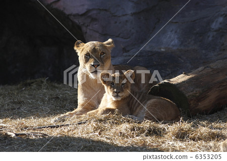 lion 6353205
