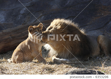 lion lion 6353206