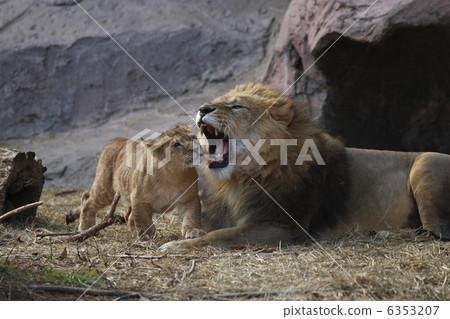 lion lion 6353207