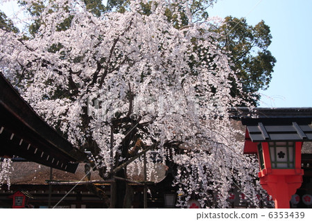 Cherry blossoms at Hirano Shrine Cherry blossoms at Hirano Shrine 6353439