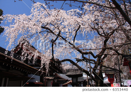 在平野神社的櫻花 6353440