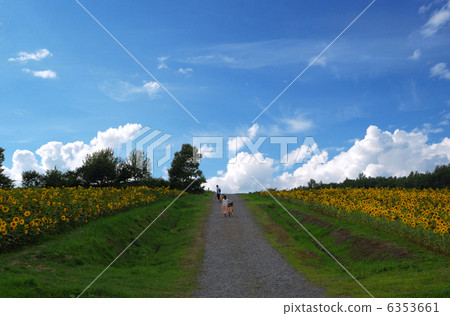 推擠自行車的夫婦在向日葵領域 6353661
