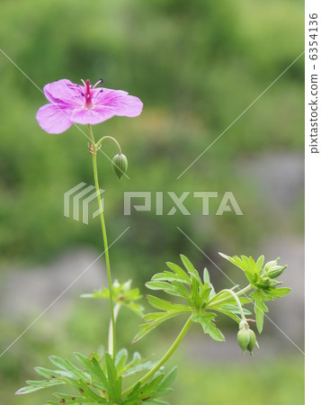 一朵花 6354136