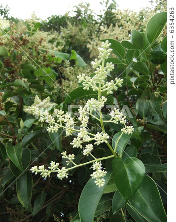 Flower to mimic Flower to mimic 6354263