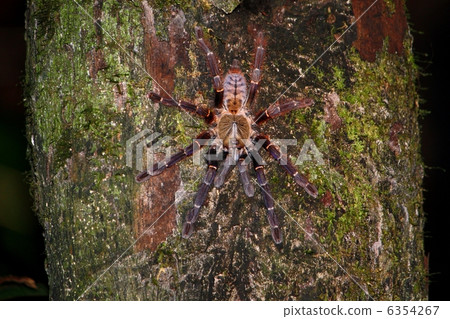 一種土虎 6354267