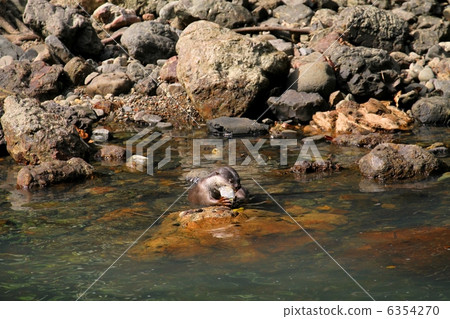 Egg-fish eating fish 6354270