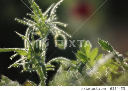 Bud of poppy shining in morning dew The line light and round bokeh 6354455