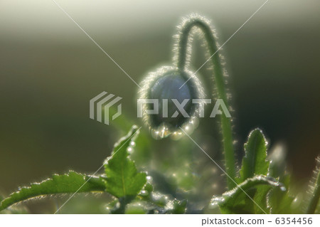 Bud of poppy shining in morning dew The line light and round bokeh Bud of poppy shining in morning dew The line light and round bokeh 6354456