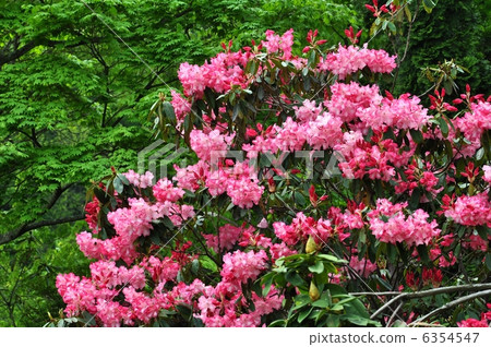 杜鵑 6354547