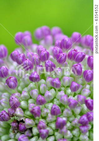 Allium · Gigantium 6354552