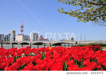 Tulip and Tanbaibashi 6355471
