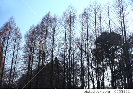 冬天的小樹林 6355521