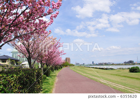 Yaezakura and promenade 6355620