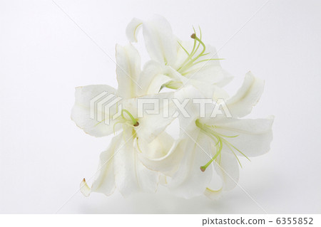 花生活花卡薩布蘭卡百合開花Yuri白色白色圖像 6355852